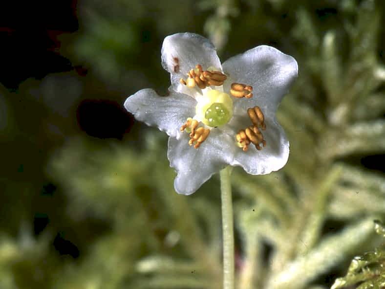 Star shaped white flower with 5 petals.