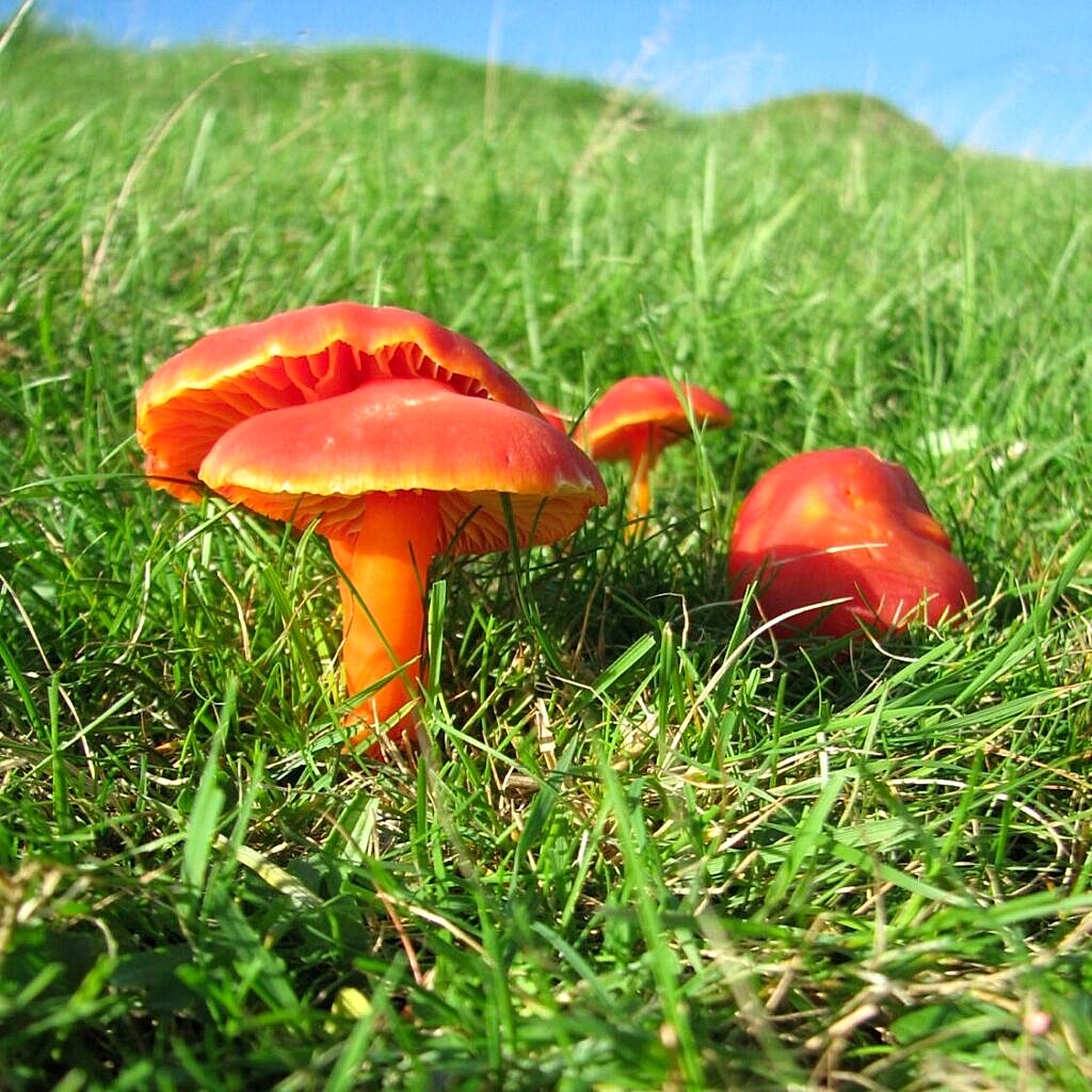 A bright orange waxcap mushroom on green grass with a blue sky