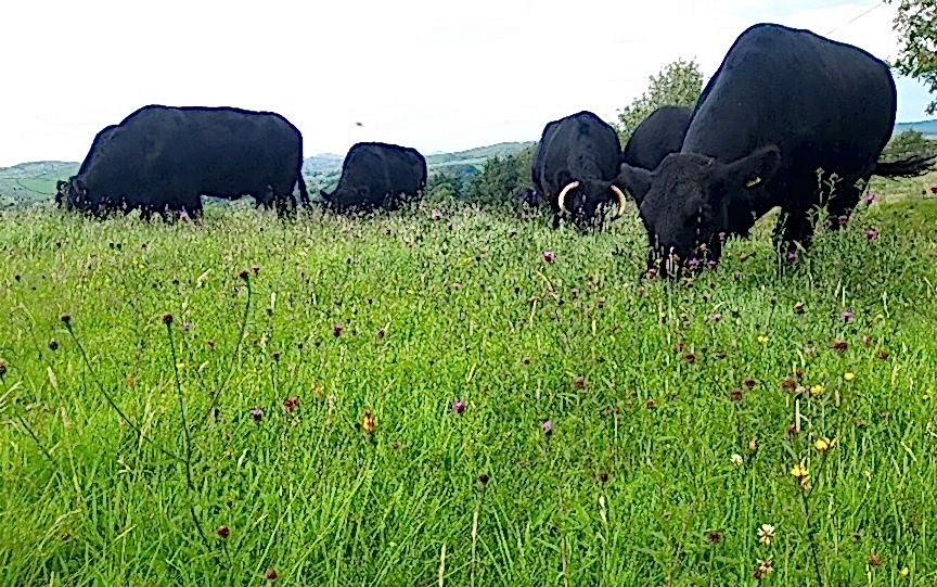 Cows grazing in a field