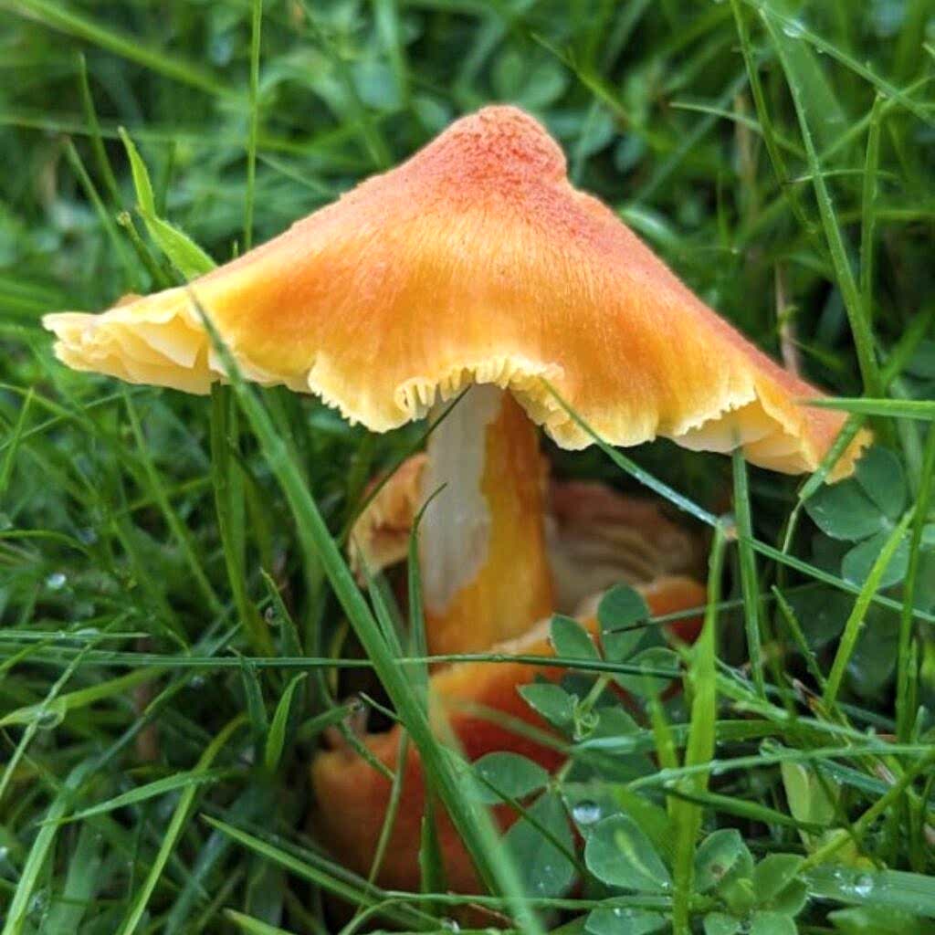 Orange waxcap with pointed cap in grass