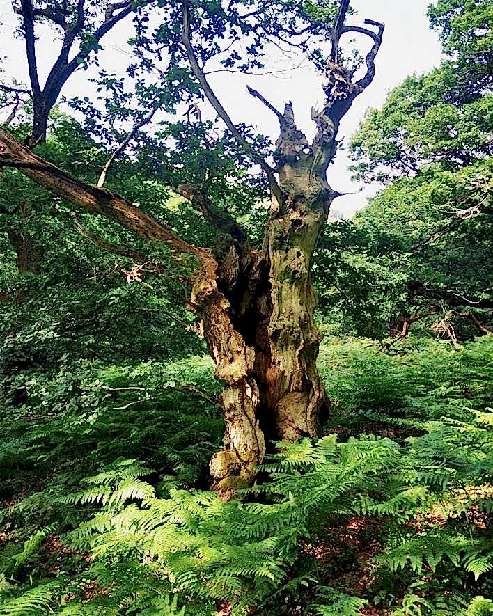 An old oak tree in a woodlands