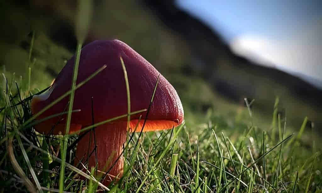 A red fungus growing on a grassy hill