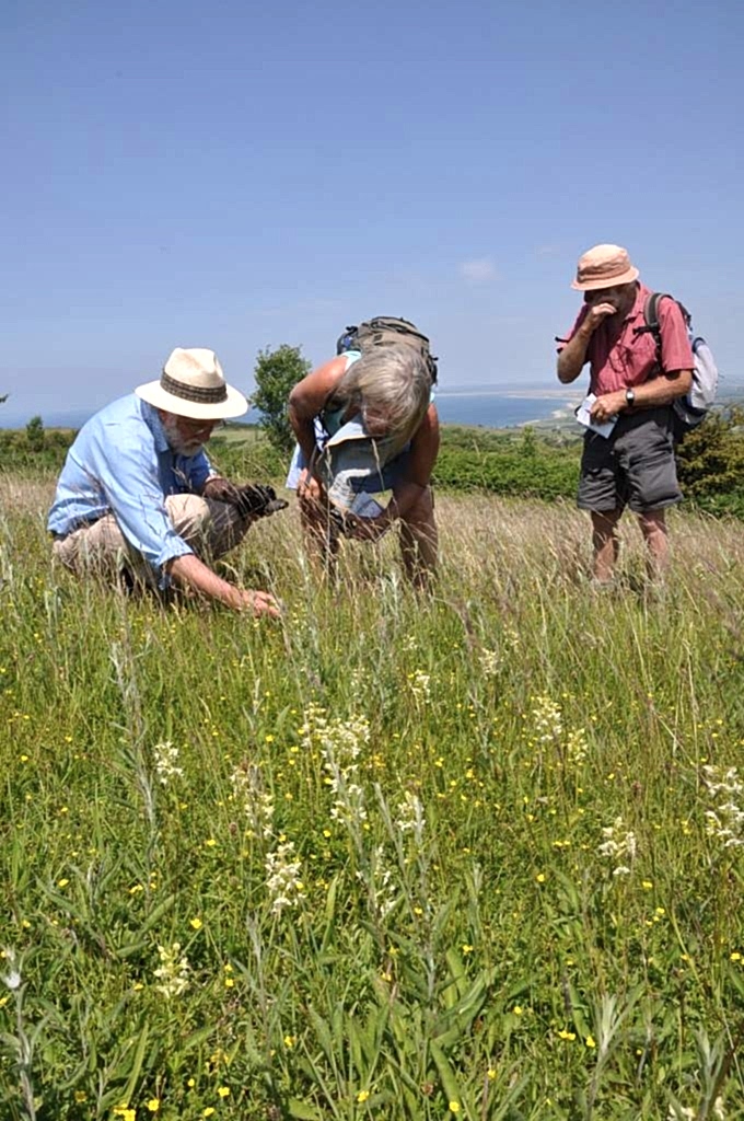 Three people with backpacks and papers crouched investigating wild plants growing from the grass they're stood in