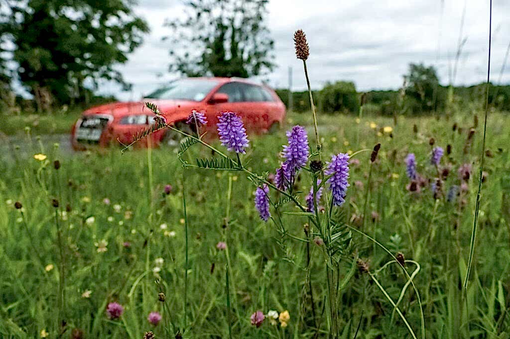A wide shot of a red car on a road with purple Tufted Vetch amongst a wild road verge