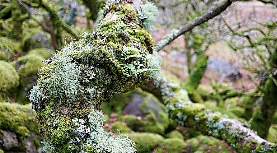 branches and tree covered with lichens