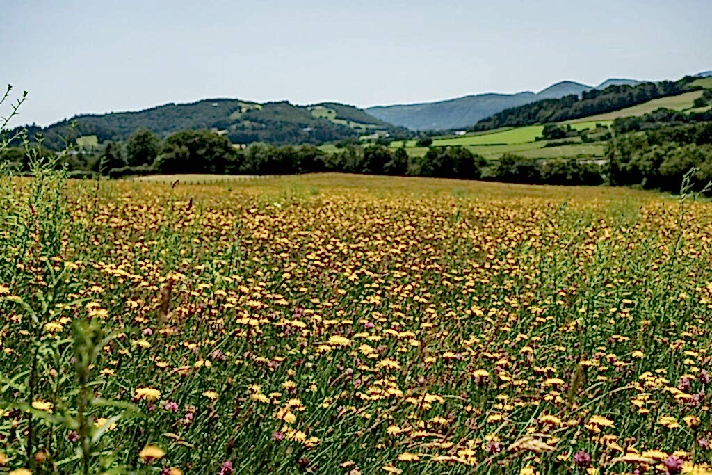 Wildflower meadow bursting with yellow dandelions and rolling hills in the background