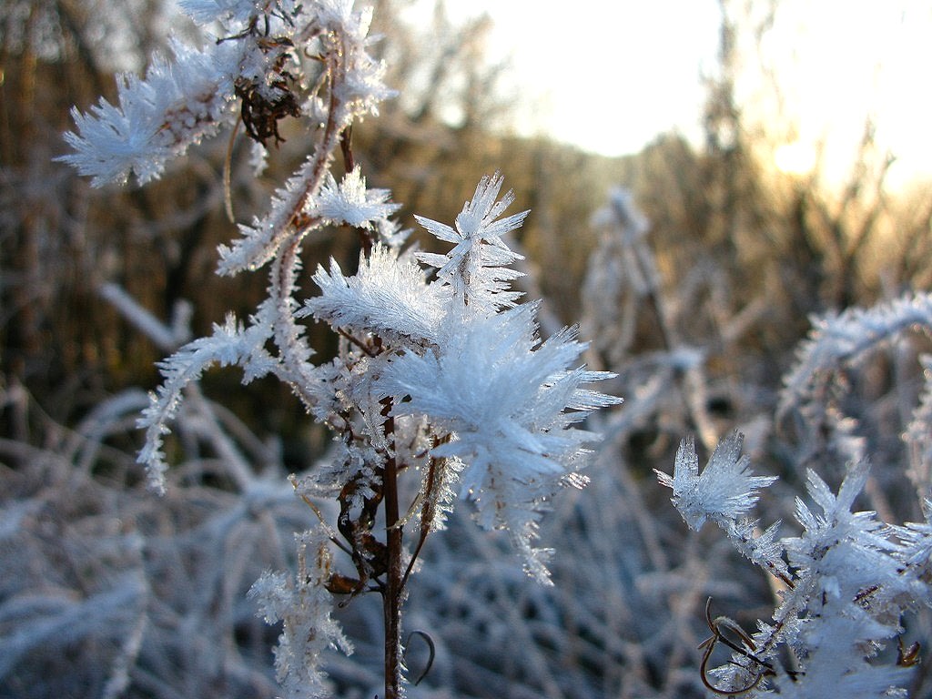 Image show frosted plants in the foreground with a yellow sky in the background.
