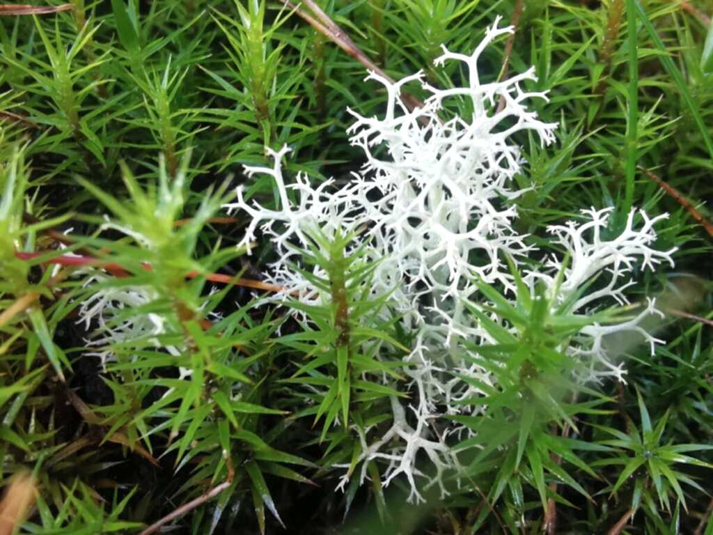 Small patch of jagged, white Reindeer Moss amongst bright green plants