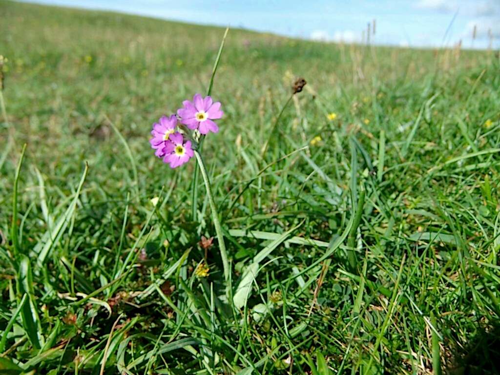 Close up of pink Scottish Primrose with three flowers
