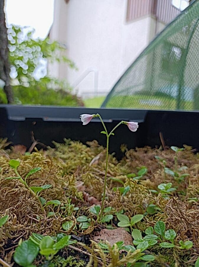 A single twinflower growing in the foreground with a house and gardening equipment in the background
