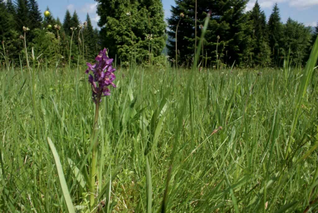 Grassland