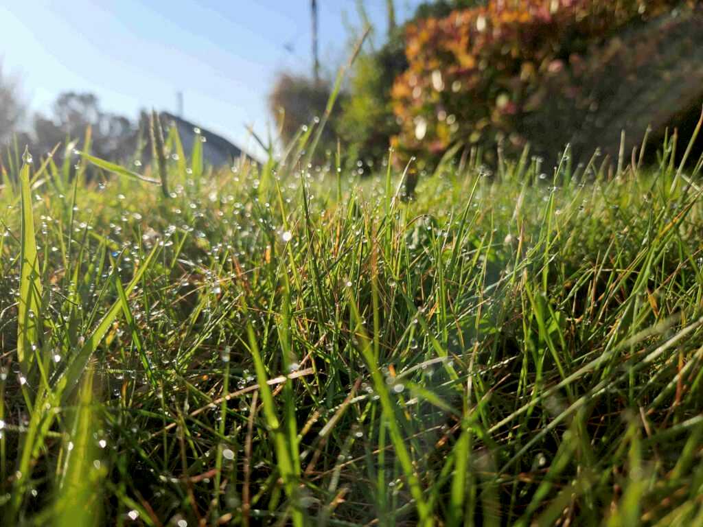 A close up look out across a lawn from amongst the grasses. The grass has dew drops on each blade. Hedges can be seen in the background and a small peak at a clear blue sky.