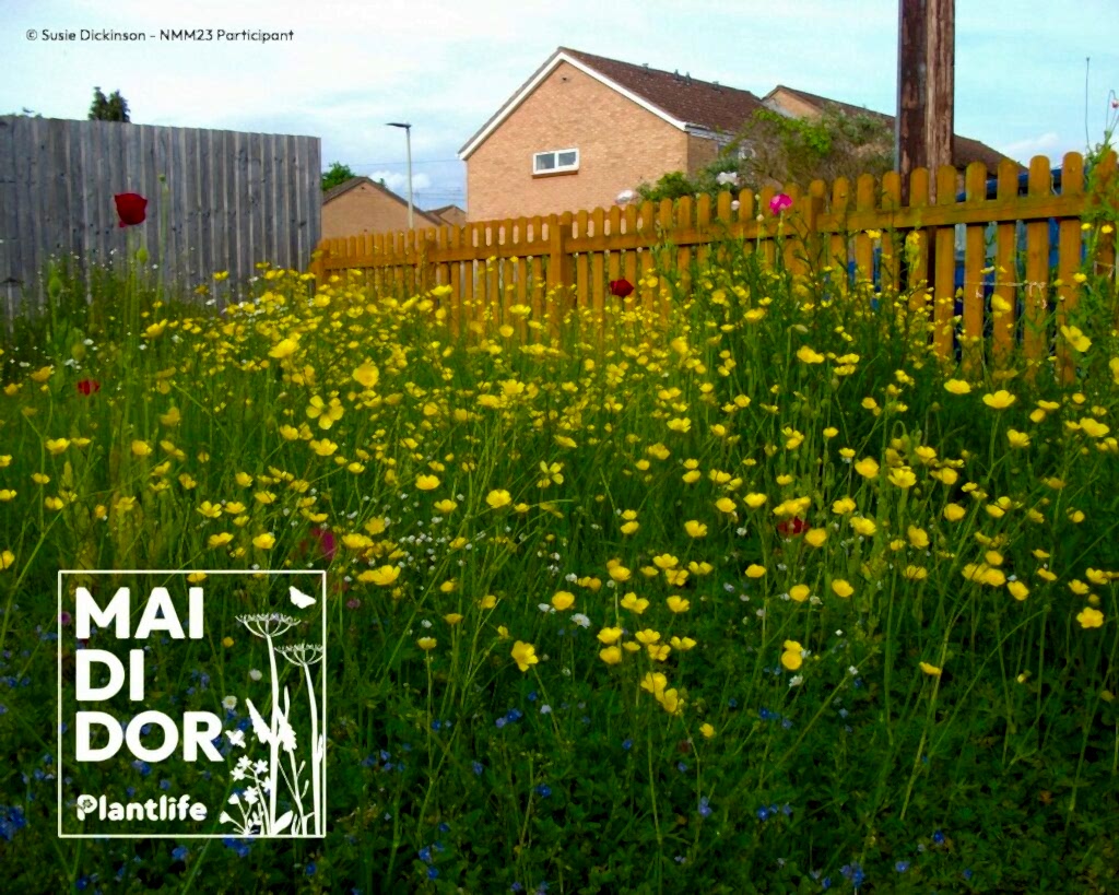 Buttercups in front of a house