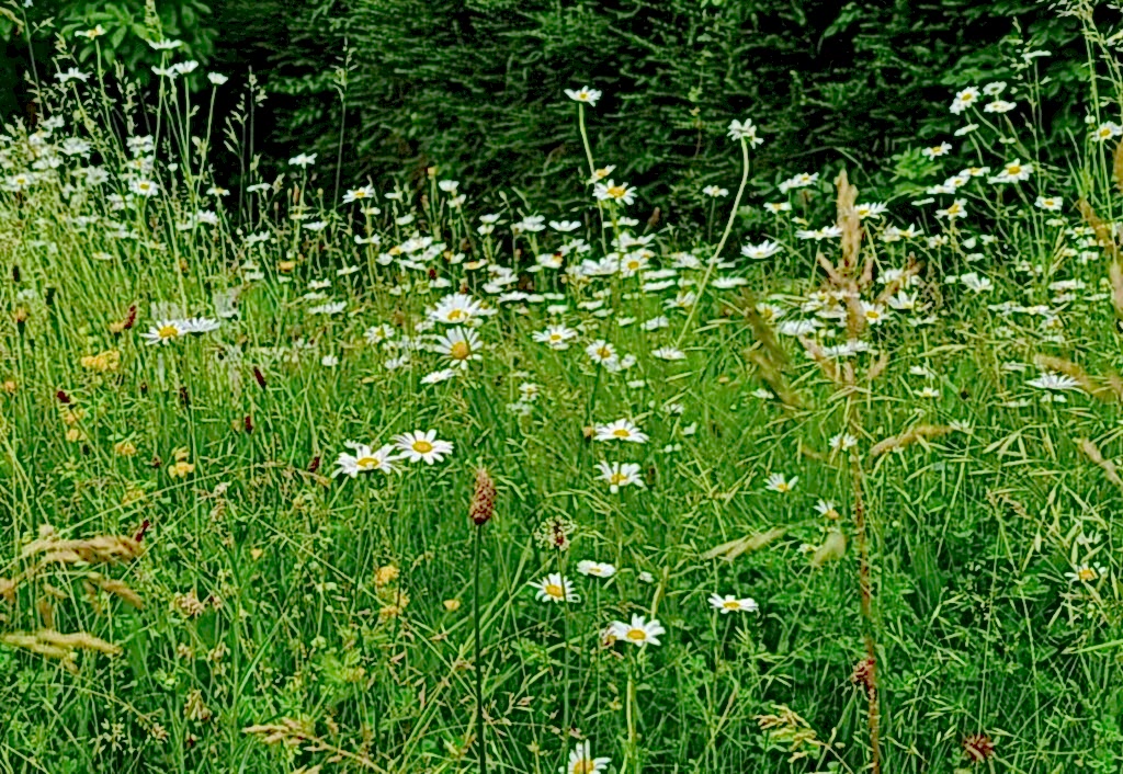 Garden meadow by pond (c) Shuttleworth