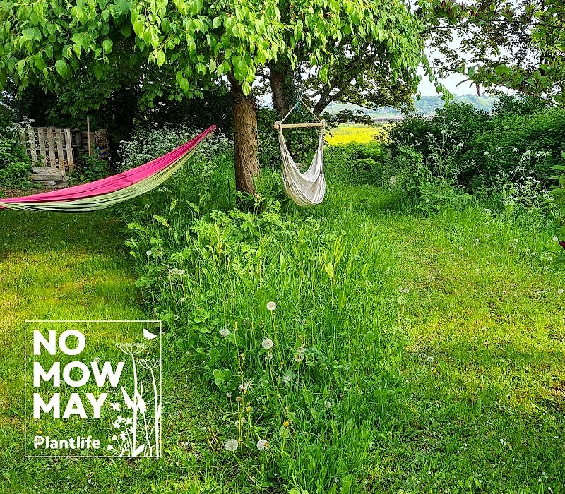 Garden with two hammock and strips of unmown lawn