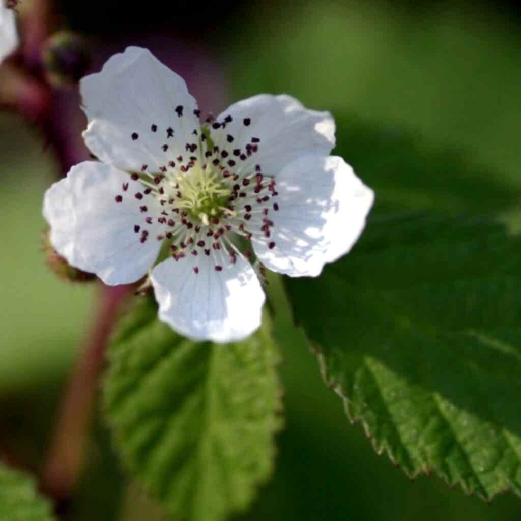white flower
