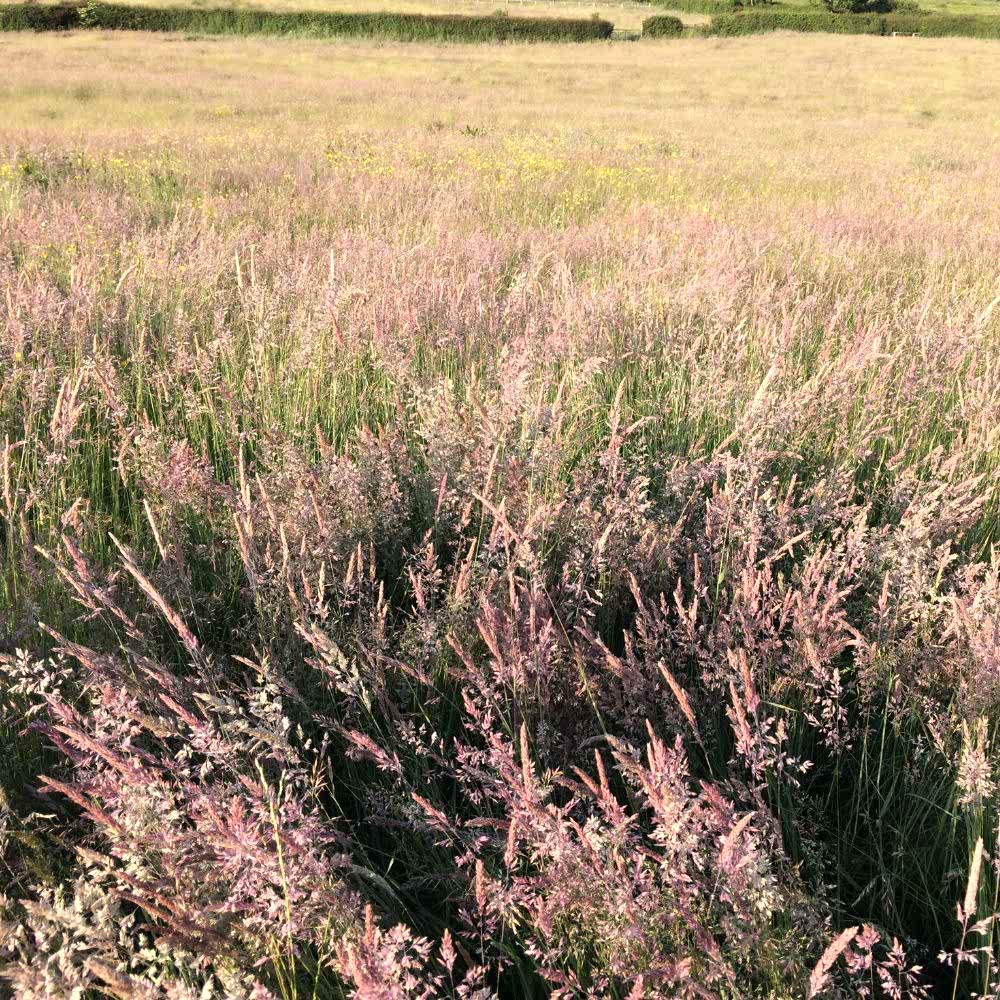 Dense Yorkshire Fog in a meadow