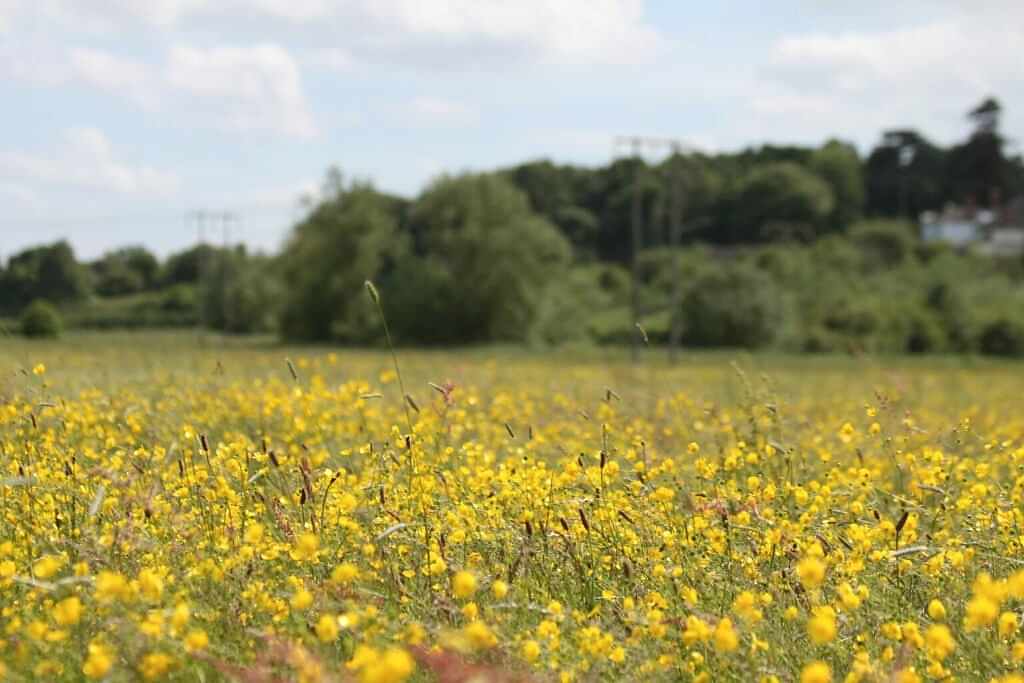 An image showing Plantlife Nature Reserve, Lugg Meadow in full bloom