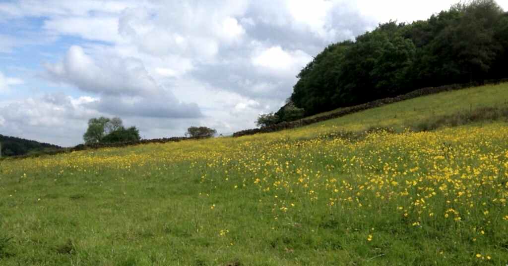 Side Farm Meadow Nature Reserve in bloom at the start of the summer