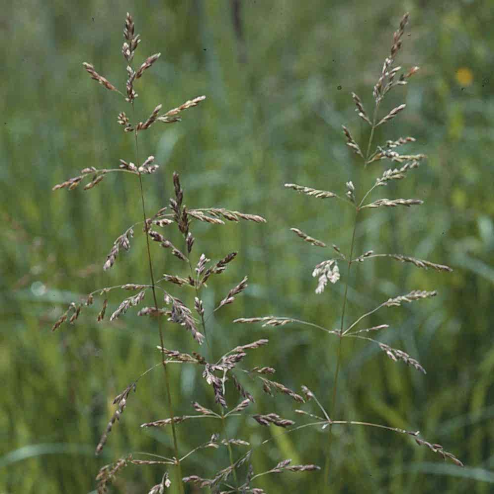 Rough Meadow Grass in the field