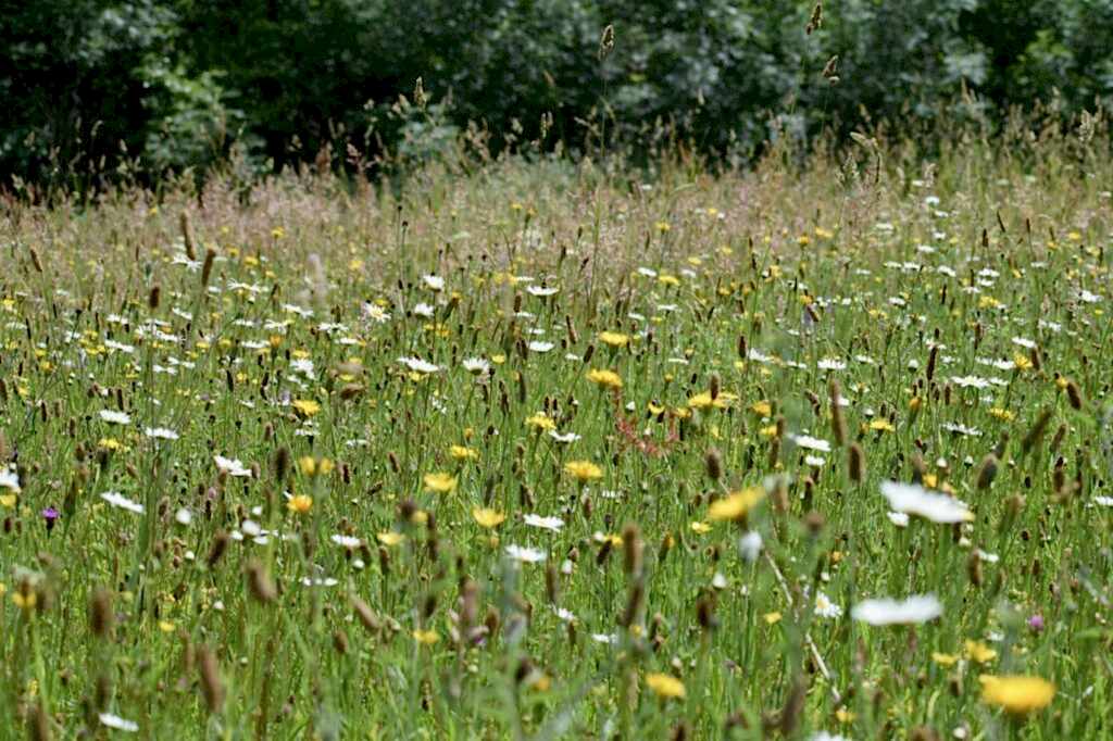 Species-rich meadow at Ryewater Farm nature reserve