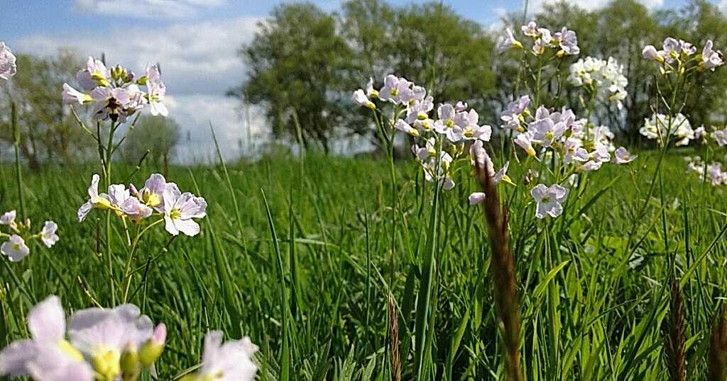 Beautiful Cuckooflowers spotted in Skylark Meadows Nature Reserve
