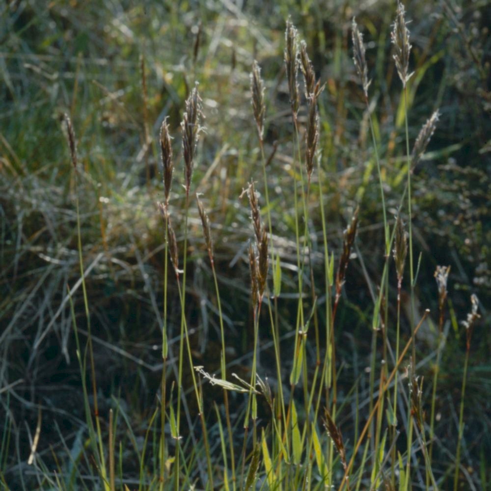 Sweet Vernal Grass in the sunshine