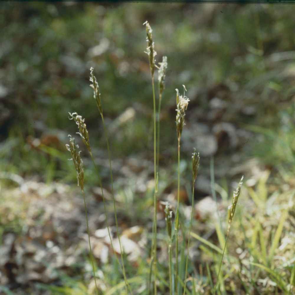 Sweet Vernal grass