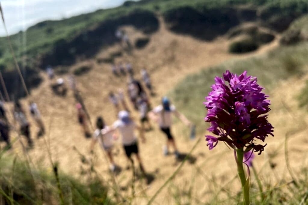 A beautiful purple flower in front of a group of people walking through the sand dunes