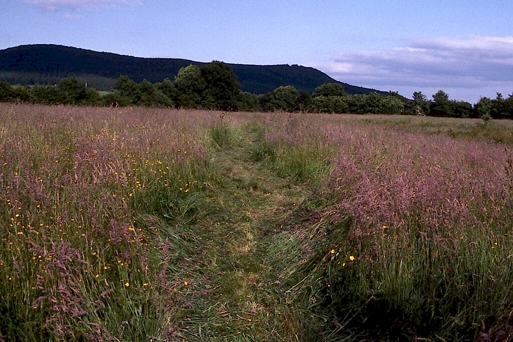 Pathway through the wildflowers at Davies Meadow