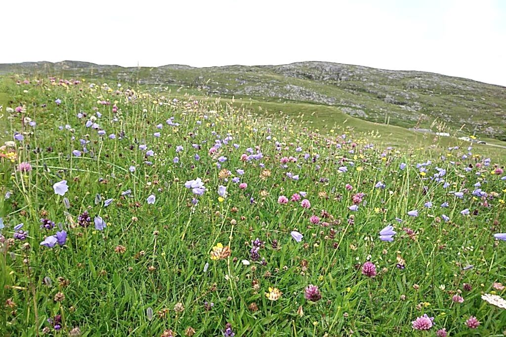 A wildflower meadow in Scotland