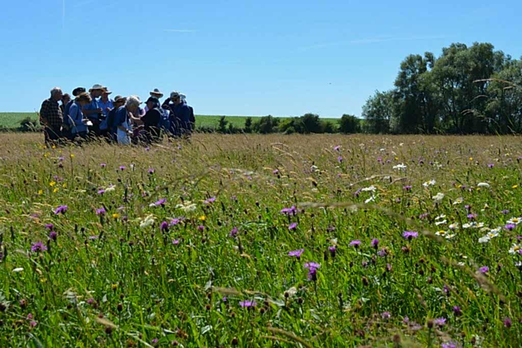 A group of people admiring Skylark Meadows, full of wildflowers