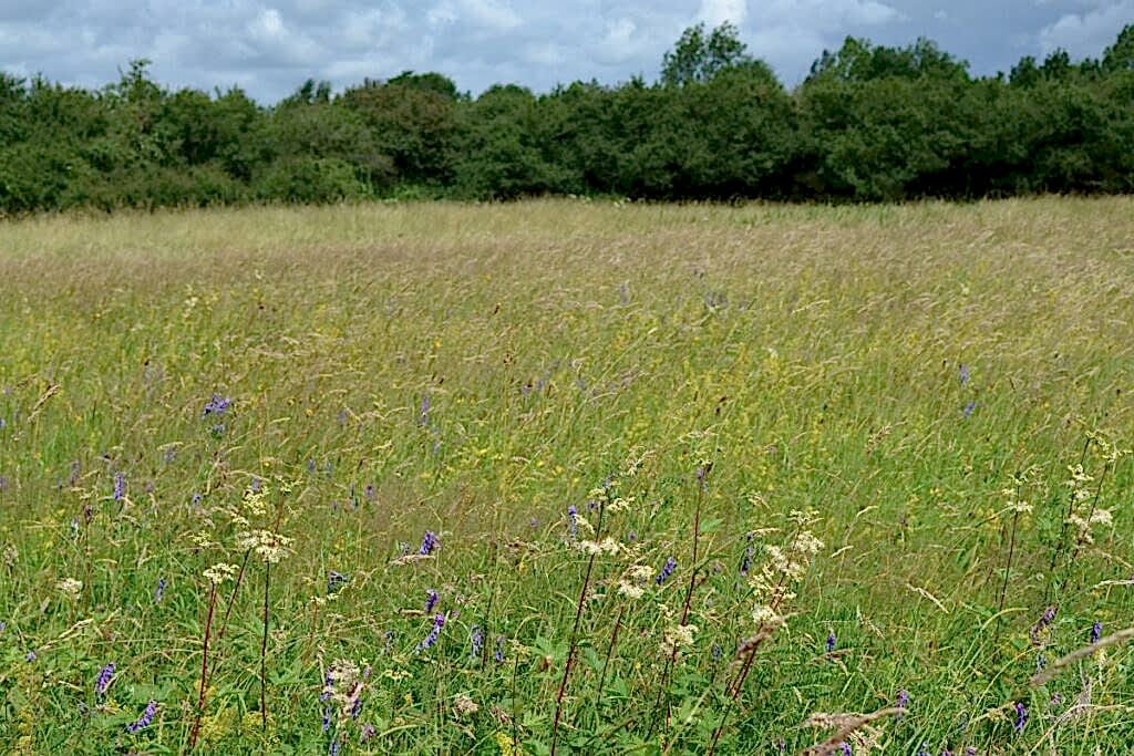 Looking out across Stockwood Meadows, a sea of wildflowers blooming with the tree line in the distance