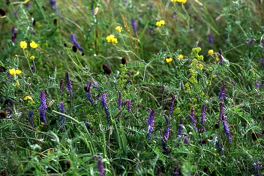 An array of colours with wildflowers bursting into bloom at Upton Ham Nature Reserve