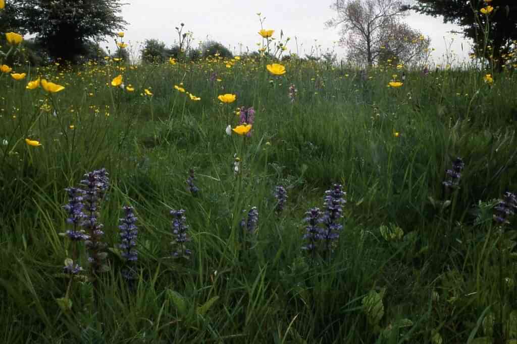 Flowers blooming at Winks Meadow Nature Reserve