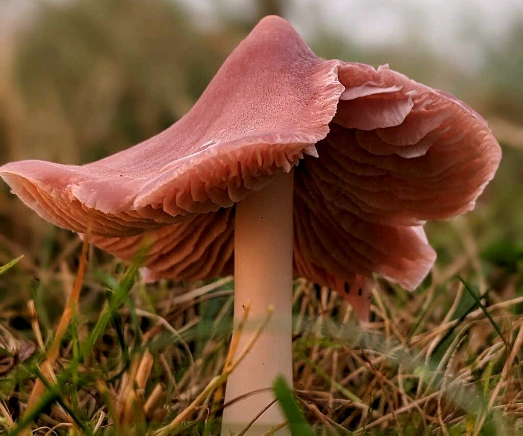 A close up of a pretty pink Ballerina Waxcap in grassland, showcasing the gills on the underside