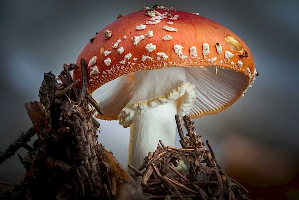 A close-up look at Fly Agaric, tilted so that you can see the white gills on the underside of the fungus