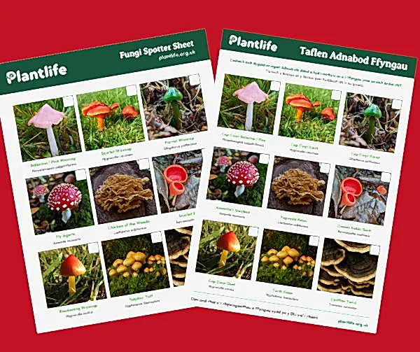 Fungi spotter sheets