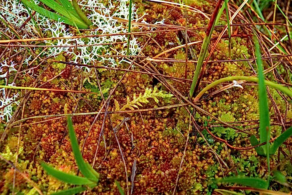 A close up of the different types of mosses found on peatlands, taken by Richard Lindsay