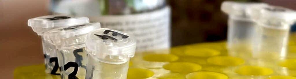 Some test tubes sit in a yellow tray, they are used for identifying plant DNA