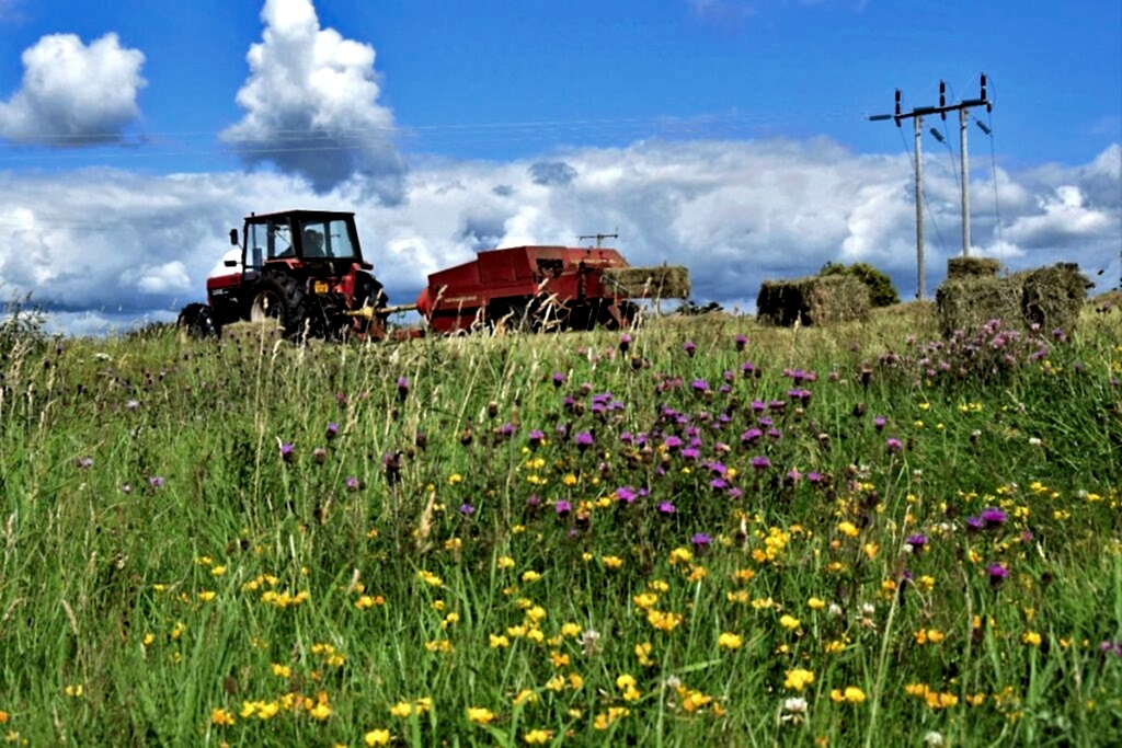 A tractor can be seen in the background of a beautiful wildflower meadow. Purple and yellow flowers can be seen in the foreground. The sky is blue with a few fluffy distant clouds.