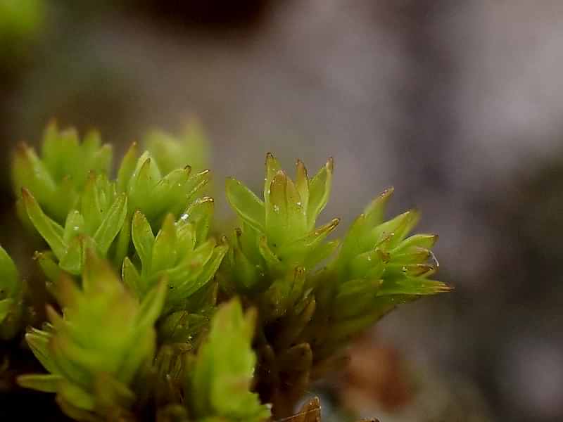 Close up of the detailed Aspen Bristle-moss growing on Aspen tree bark