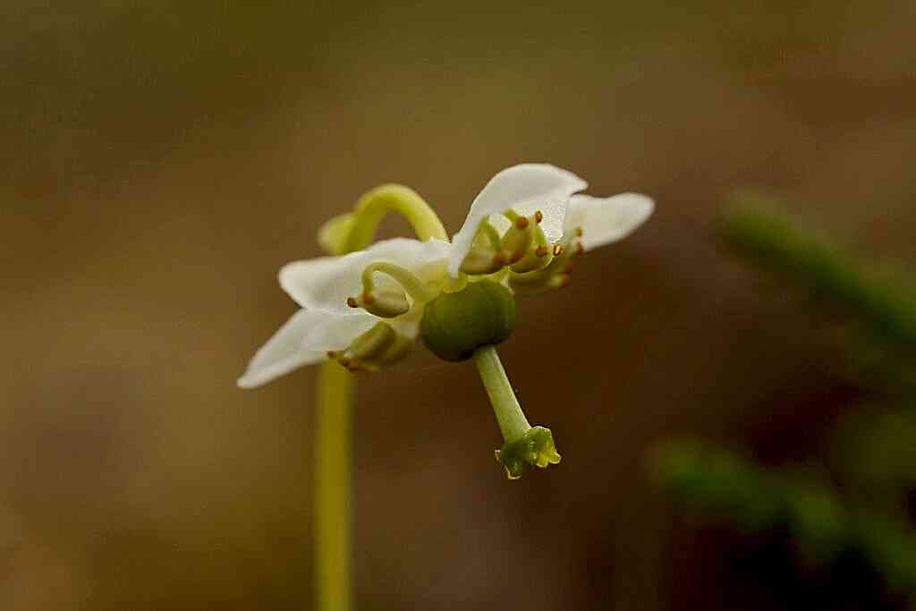 A close up of a One-flowered Wintergreen flower head taken by Keilidh-Ewan