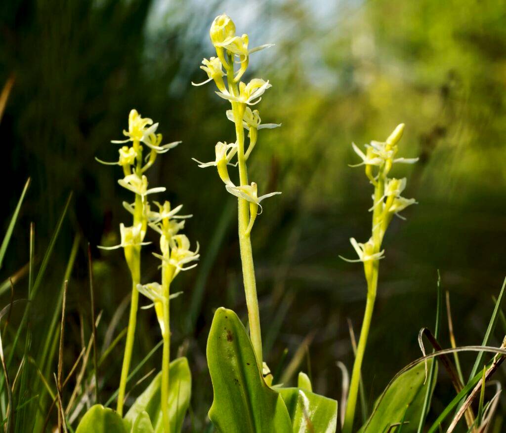 Rare, yellow Fen Orchid wildflowers stand against a green background of grasses