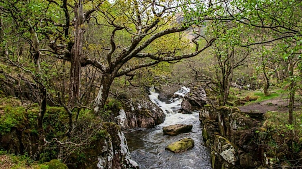 A river flows through the centre of a rich green rainforest - full of leafy trees and moss covered rocks
