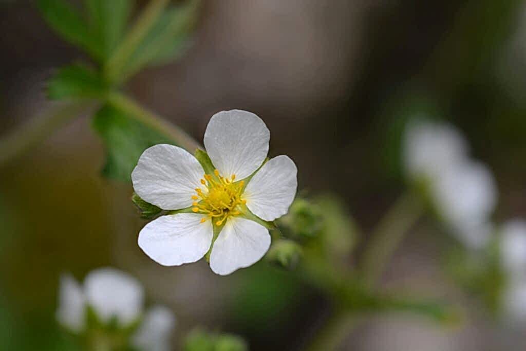 Close up image showing the delicate Rock Cinquefoil with it's five white petals and yellow centre. The flowers stands out against a blurred background with it's stem and leaves partially visible.