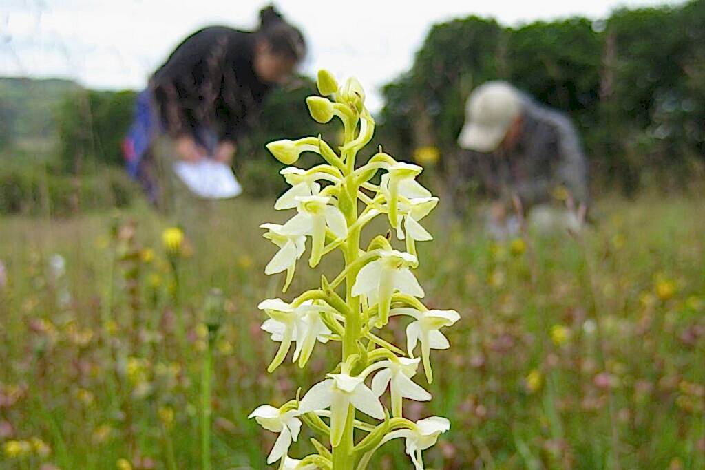 A Lesser Butterfly Orchid is in front of the camera, with it's beautiful white and green flowers. In the background a wildflower meadow can be seen with two people crouching - one is looking closely at the flowers, while the other is taking notes.