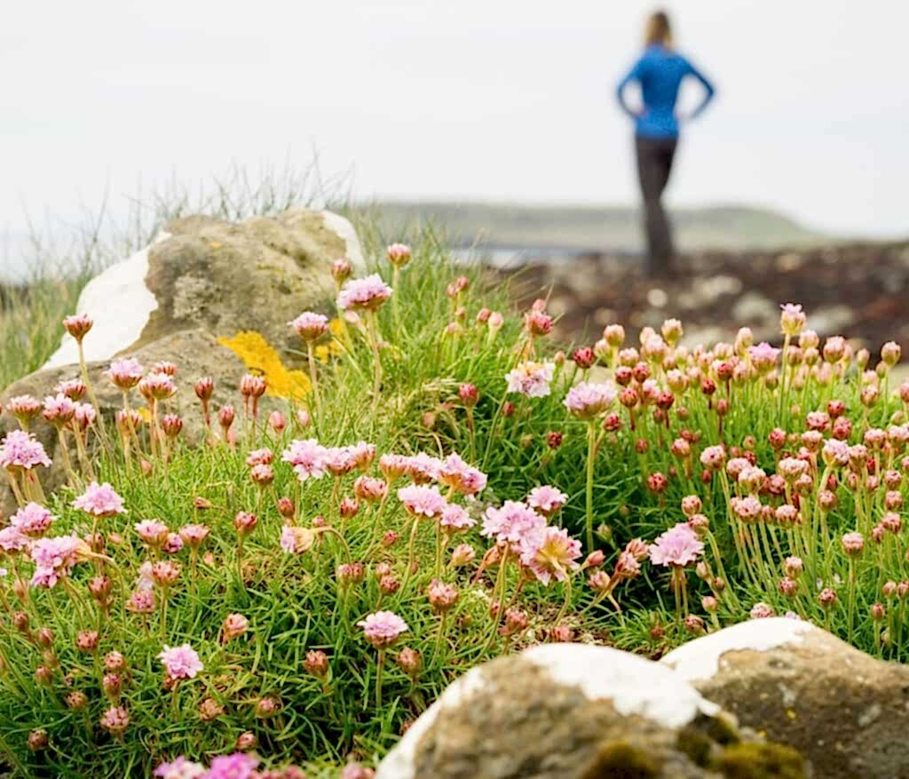 pink flowers in grass among some rocks with lichens on it
