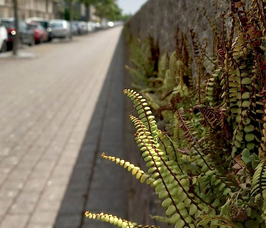 A fern grows out from a wall on a street in an urban environment, you can see the pavement stretching into the distance and houses and parked cars to the side.