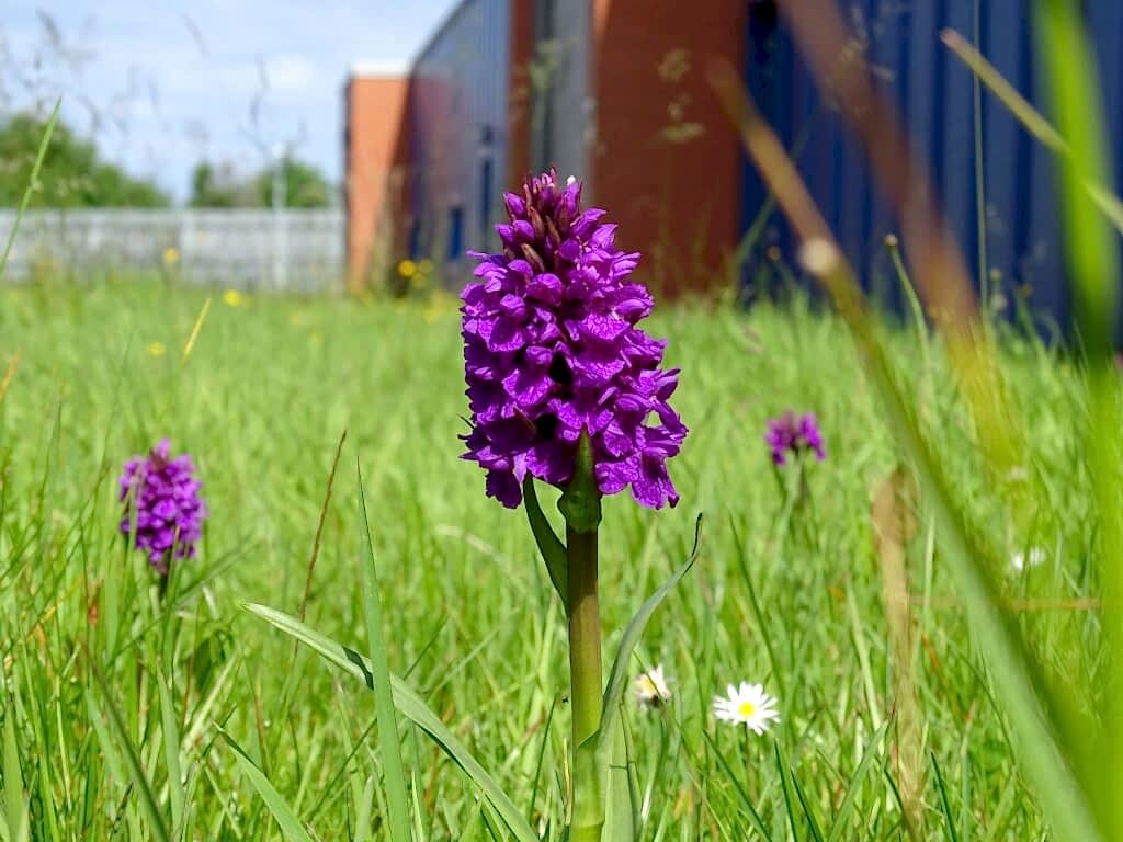 Northern March Orchid